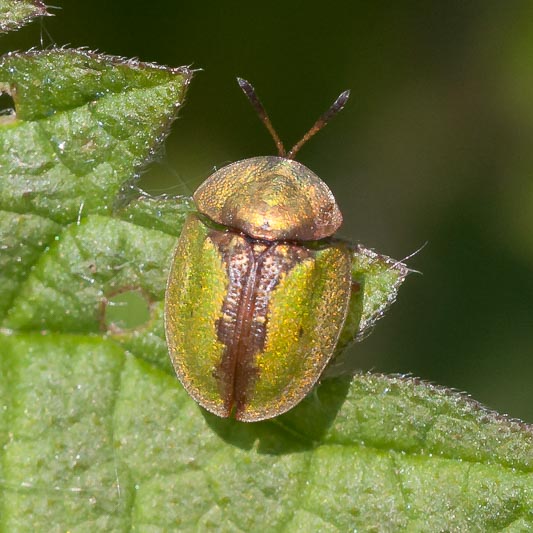 Cassida vibex (Green Tortoise Beetle).jpg